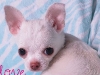 leopold