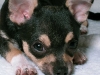 tuck