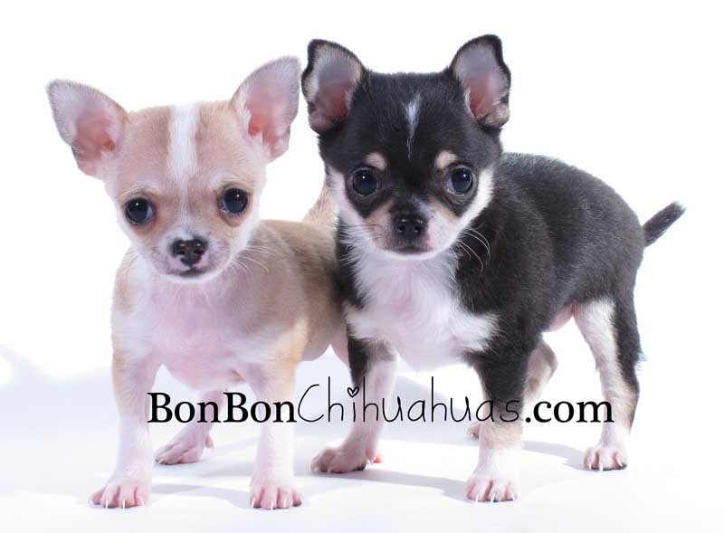 Oliver & Cole AKC chihuahua puppies