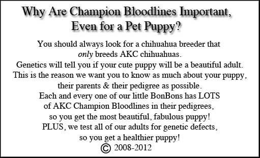 CHBLDPET chihuahua puppies for sale