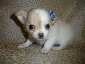 Long Hair Chihuahua Bonbon Chihuahuas