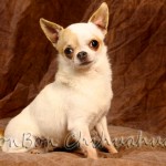 AKC Champion Chihuahua