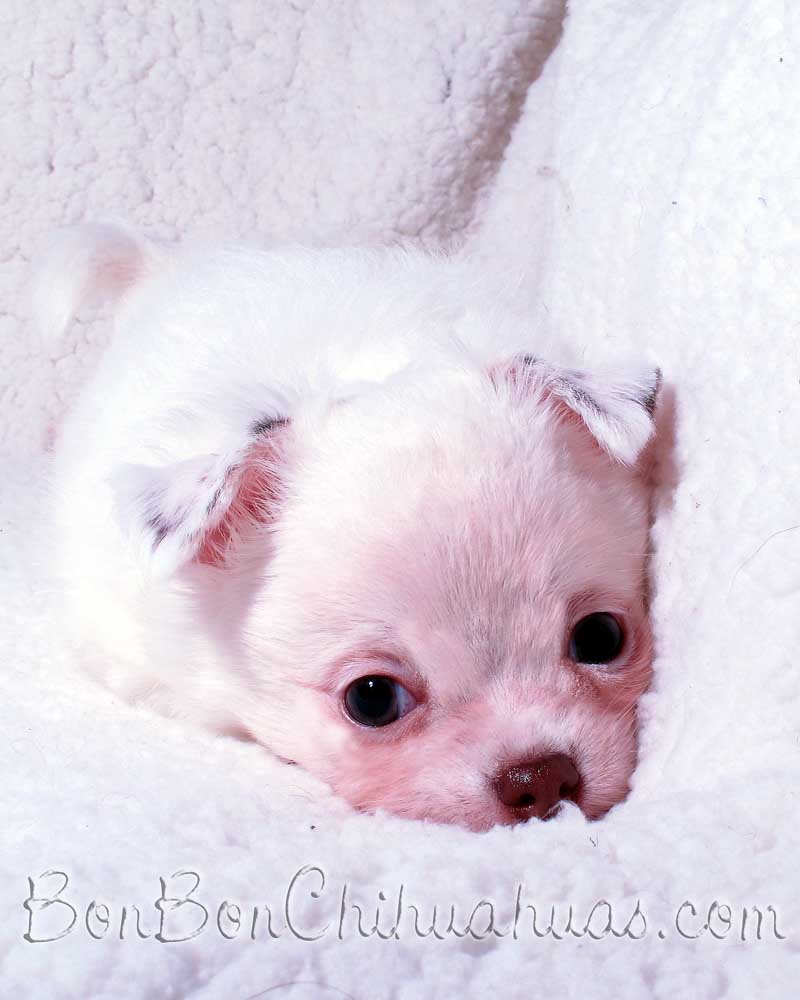 Long Hair Chihuahua Bonbon Chihuahuas