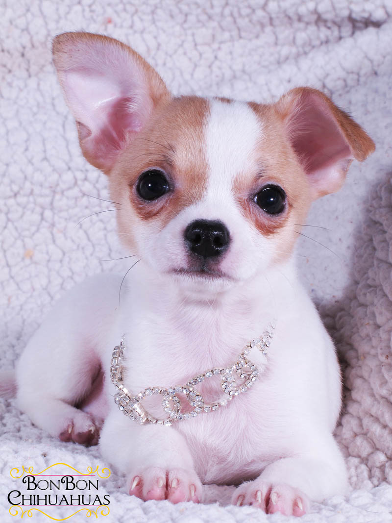 chihuahua puppies for sale |