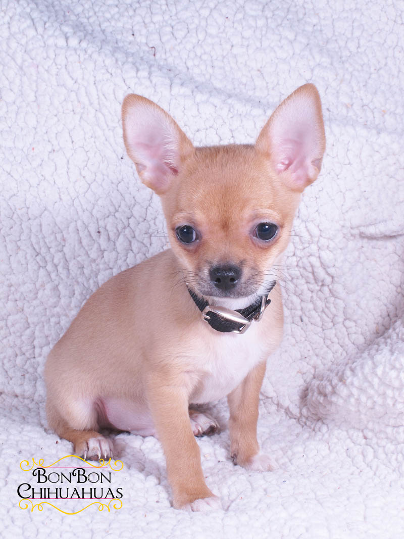 Chihuahua Puppies For Sale – Why choose ours?