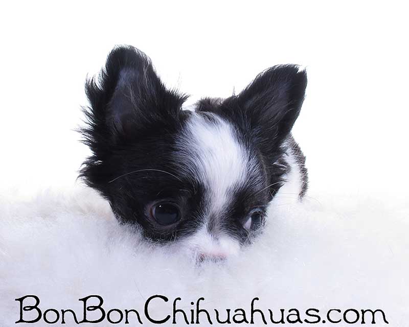 IMG_1805 long hair chihuahua