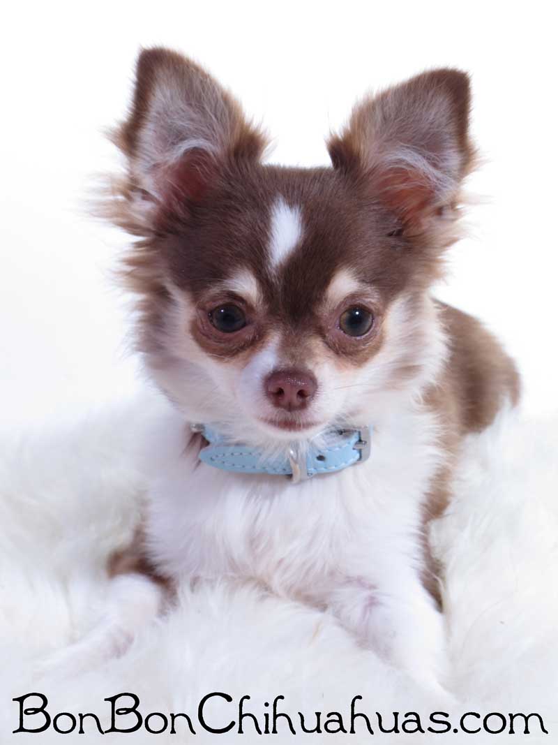 Long Hair Chihuahua Bonbon Chihuahuas