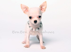 white teacup chihuahua puppy white chihuahua puppy