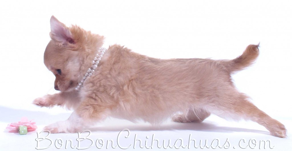 AKC chihuahua breeder