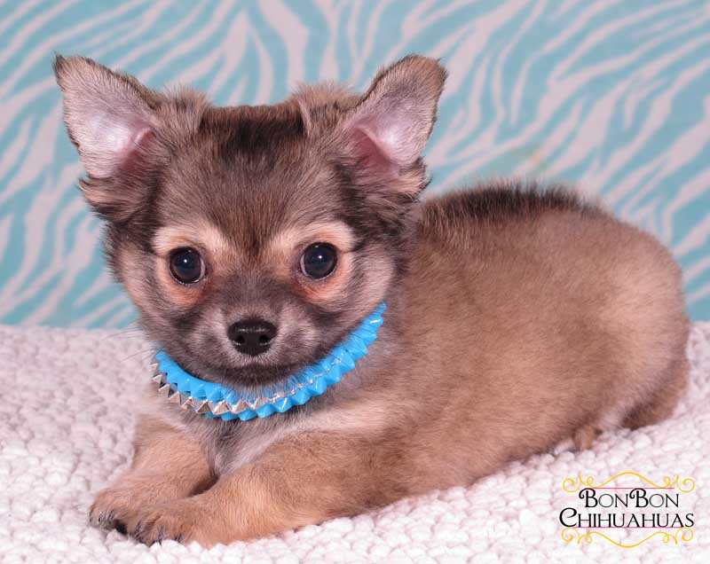 IMG_2758 long hair chihuahua