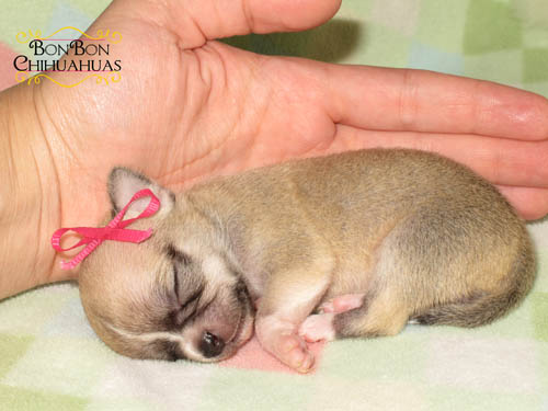 mini pocket chihuahua