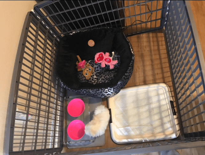 tiny white puppy in best indoor playpen for dogs